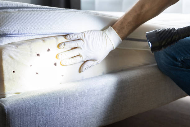 Best Affordable Pest Control Services  in Henderson, TX